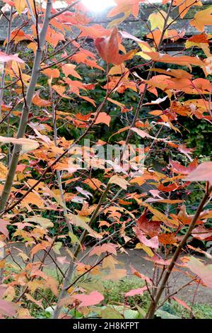 Liquidambar acalycina ‘Burgundy Flush’ Chang’s sweet gum Burgundy Flush – drei-gelappte rote und orange braune Blätter, November, England, Großbritannien Stockfoto