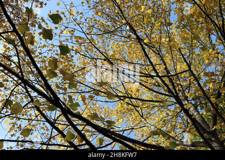 Liriodendron tulipifera Tulpenbaum – 2D Tulpenförmige gelbe und frische grüne Blätter an hängenden Ästen, November, England, Großbritannien Stockfoto