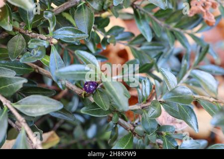 Lonicera nitida box Geißblatt – durchscheinende lila blaue runde Beeren und kleine ovale glänzende dunkelgrüne Blätter, November, England, UK Stockfoto