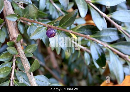 Lonicera nitida box Geißblatt – durchscheinende lila blaue runde Beeren und kleine ovale glänzende dunkelgrüne Blätter, November, England, UK Stockfoto