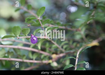 Lonicera nitida box Geißblatt – durchscheinende lila blaue runde Beeren und kleine ovale glänzende dunkelgrüne Blätter, November, England, UK Stockfoto