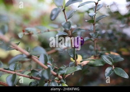 Lonicera nitida box Geißblatt – durchscheinende lila blaue runde Beeren und kleine ovale glänzende dunkelgrüne Blätter, November, England, UK Stockfoto