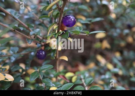 Lonicera nitida box Geißblatt – durchscheinende lila blaue runde Beeren und kleine ovale glänzende dunkelgrüne Blätter, November, England, UK Stockfoto