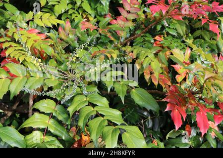 Mahonia japonica Japanische Mahonia – lange Trauben aus gelben glockenförmigen Blüten, eiförmige, mittelgrüne und rote stachelige Blätter, November, England, Großbritannien Stockfoto