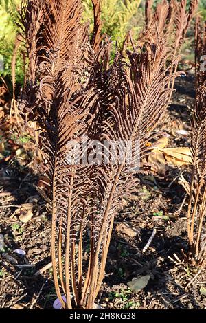 Matteuccia struthiopteris Shuttlecock / Straußenfarn – getrocknete und geschrumpfte breite Wedel von rotbraunen Farnen, November, England, UK Stockfoto