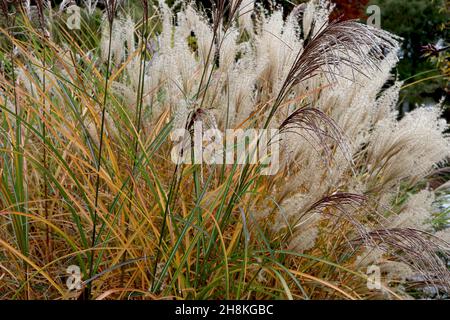 Miscanthus nepalensis Himalayan Fairy Grass, Miscanthus sinensis Chinesisches Silbergras, November, England, Großbritannien Stockfoto