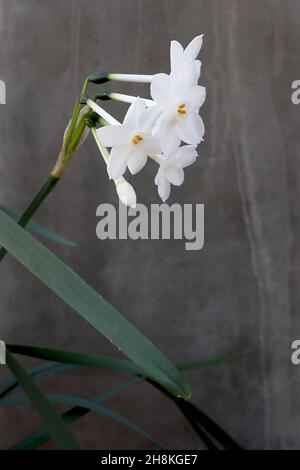 Narcissus papyraceus var polyanthos Division 13 Botanischer Name paperwhite daffodil – Dolden von weißen Blüten mit kleinem weißen Becher, November, England, Stockfoto