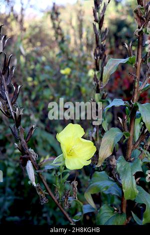 Oenothera biennis Nachtkerze – kleine schüsselförmige hellgelbe Blume, gekräuselte mittelgrüne Blätter, getrocknete Buff-Blütenspitzen, November, England, Großbritannien Stockfoto