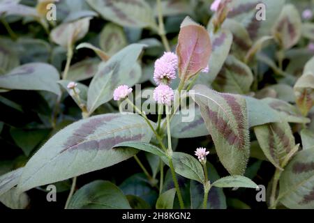 Persicaria capitata rosa-kopfige Persicaria – hellrosa stachelige kugelförmige Blüten und kleine mittelgrüne eiförmige Blätter mit rotem Chevron, November, England, Stockfoto