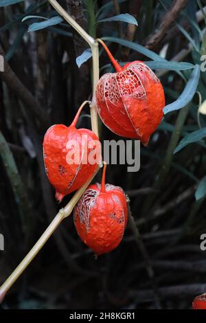 Physalis alkekengi var franchetii Chinesische Laterne – orangefarbener Blütenkelch und große, mittelgrüne Ovateblätter, November, England, Großbritannien Stockfoto