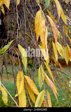 Prunus pendula ‘Pendula Rosea’ hängende Rosenkrautkirsche – gelbe und mittelgrüne, lanzenförmige Blätter, November, England, Großbritannien Stockfoto