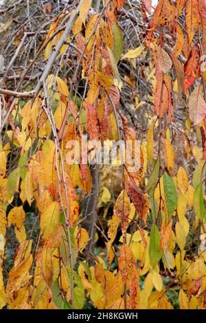 Prunus pendula ‘Pendula Rosea’ hängende Rosenkrautkirsche – gelbe und mittelgrüne, lanzenförmige Blätter, November, England, Großbritannien Stockfoto