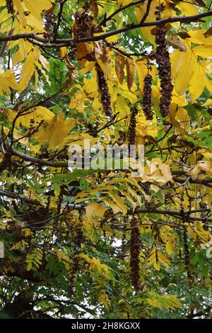 Pterocarya fraxinifolia kaukasische Flügelnuss – hängende Trauben von getrockneten braunen Samenköpfen, gelben und mittelgrünen Blättern, November, England, Großbritannien Stockfoto