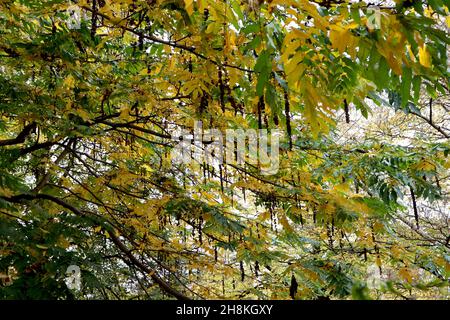 Pterocarya fraxinifolia kaukasische Flügelnuss – hängende Trauben von getrockneten braunen Samenköpfen, gelben und mittelgrünen Blättern, November, England, Großbritannien Stockfoto