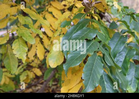 Pterocarya fraxinifolia kaukasische Flügelnuss – hängende Trauben von getrockneten braunen Samenköpfen, gelben und mittelgrünen Blättern, November, England, Großbritannien Stockfoto