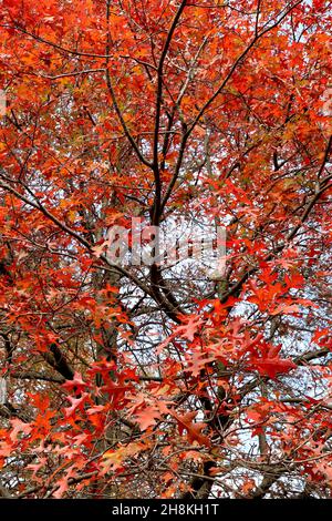 Quercus palustris Nadeleiche – rot gelappte Blätter mit tiefgeschnittenen U-förmigen Nasennebenhöhlen, November, England, Großbritannien Stockfoto