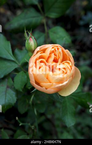 Rosa ‘Lady of Shalott’ (Strauchrose) Rose Lady of Shalott – Trauben von doppelten Aprikosen-Orangenblüten, November, England, Großbritannien Stockfoto