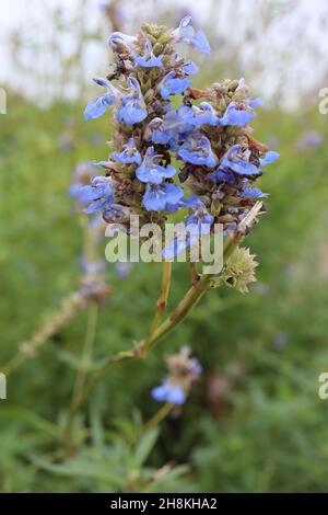 Salvia uliginosa ‘African Skies’ Moor Salbei African Skies - zweilippige mittelblaue Blüten mit weißen Markierungen an sehr hohen Stielen, November, England, Stockfoto