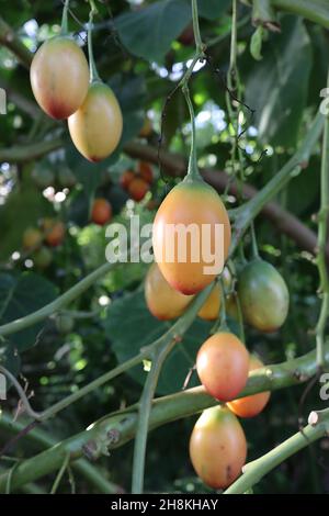 Solanum betaceum tamarillo – orange rote eiförmige Frucht und große dunkelgrüne Blätter, November, England, Großbritannien Stockfoto