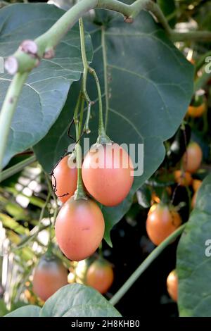 Solanum betaceum tamarillo – orange rote eiförmige Frucht und große dunkelgrüne Blätter, November, England, Großbritannien Stockfoto