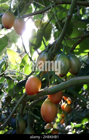 Solanum betaceum tamarillo – orange rote eiförmige Frucht und große dunkelgrüne Blätter, November, England, Großbritannien Stockfoto