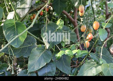 Solanum betaceum tamarillo – orange rote eiförmige Frucht und große dunkelgrüne Blätter, November, England, Großbritannien Stockfoto