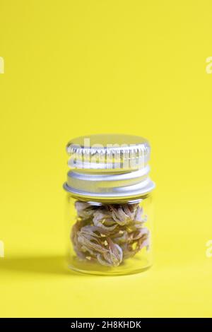 Trockene echeveria-Blüten in einem kleinen Glas auf gelbem Hintergrund. Stockfoto