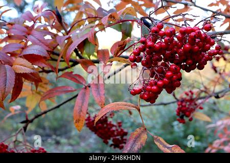 Sorbus acuparia subsp pohuashaensis Hupeh-Eberesche – dichte Cluster aus glänzenden runden Beeren und orange-roten gefiederten Blättern, November, England, Großbritannien Stockfoto