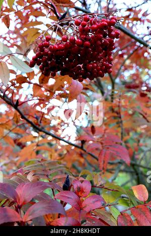 Sorbus acuparia subsp pohuashaensis Hupeh-Eberesche – dichte Cluster aus glänzenden runden Beeren und orange-roten gefiederten Blättern, November, England, Großbritannien Stockfoto