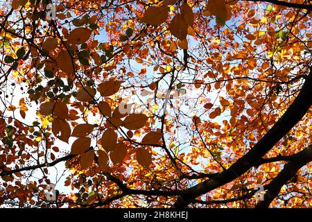Sorbus alnifolia koreanische Bergasche – Rispen eiförmiger, rosa Beeren auf roten Stielen und gerippten gelben und mittelgrünen Blättern, November, England, Stockfoto