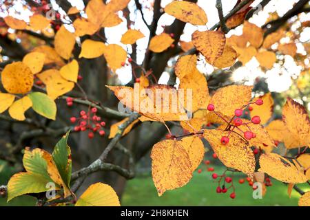 Sorbus alnifolia koreanische Bergasche – Rispen eiförmiger, rosa Beeren auf roten Stielen und gerippten gelben und mittelgrünen Blättern, November, England, Stockfoto