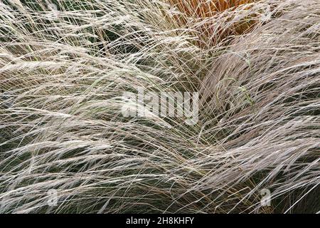 Stipa ichu peruanisches Federgras – lange federleichte, gebogene Federn aus silberweißen Blüten und schmalen, mittelgrünen Blättern, November, England, Großbritannien Stockfoto