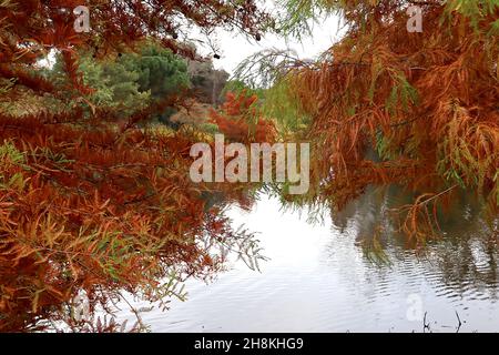 Taxodium destichum Sumpf-Zypresse - mittelgrünes und orangefarbenes federiges Laub auf dunkelbraunen hängenden Ästen, November, England, Großbritannien Stockfoto