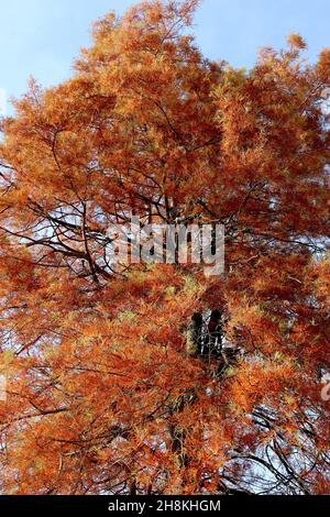 Taxodium destichum Sumpf-Zypresse - mittelgrünes und orangefarbenes federiges Laub auf dunkelbraunen hängenden Ästen, November, England, Großbritannien Stockfoto