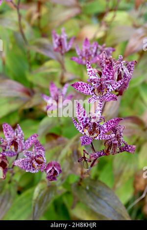 Tricyrtis formosana stolonifera Group Krötenlilie – weiße Orchideenartige Blüten mit unregelmäßigen violetten Flecken und breiten, lanzförmigen, mittelgrünen Blättern, Nove Stockfoto