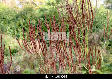 Verbena hastata American blue vervain - lange, dichte Trauben von rotbraunen Samenköpfen, November, England, Großbritannien Stockfoto