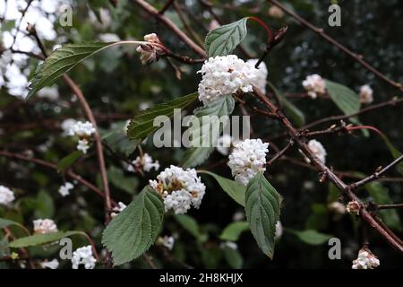 Viburnum farreri ‘nanum’ duftiges Viburnum nanum - Trauben von duftenden weißen röhrenförmigen Blüten und glänzenden bronzegrünen Blättern, November, England, Großbritannien Stockfoto