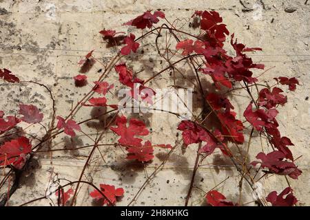 Vitis vinifera ‘Purpurea’ violette Weinrebe / Teinturier-Traube – tiefrote drei- und fünflappige Blätter, November, England, Großbritannien Stockfoto