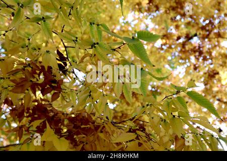 Zelkova serrata Japanisches zelkova – gelb und hellgrün gefleckte Blätter mit gezackten Rändern, November, England, Großbritannien Stockfoto