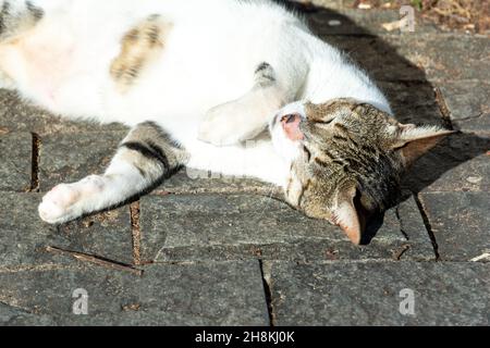 Weiße tabby Katze liegt auf dem Boden und sonnt sich am Morgen. Salvador, Bahia, Brasilien. Stockfoto