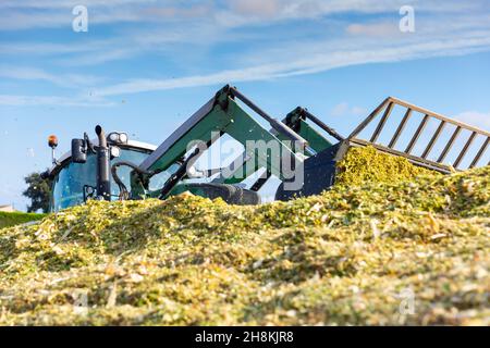 Gewinnung von Silage Stockfoto