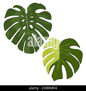 Monstera variegata variegated deliciosa König borsigiana grünes Blatt Blätter Hand Zeichnung grüne Farbe Skizze Illustration Stock Vektor