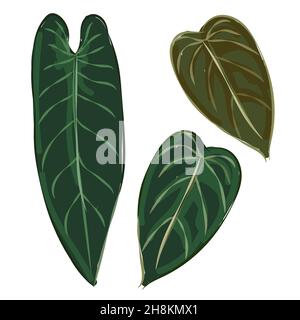 Philodendron melanochrysum schmale Form Blatt Hand Zeichnung grüne Farbe Samt tropische exotische Pflanze Satz von Blättern Stock Vektor