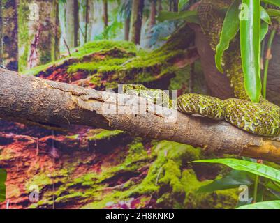 Nahaufnahme einer Mangshan Pit Viper Schlange in Oklahoma Stockfoto