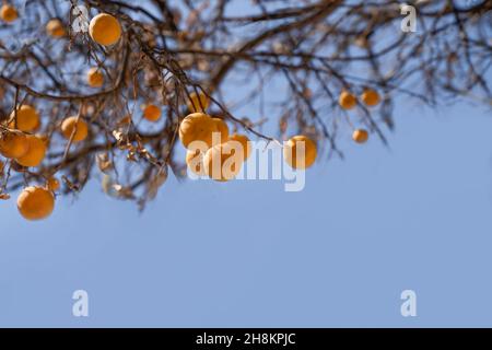 Orangen hängen an trockenen Ästen ohne Blätter an einem blauen Himmel. Konzept von Herbst, Gesundheit und Ökologie. Speicherplatz kopieren. Stockfoto