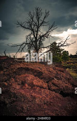 Blick auf rote Felder mit Lava und Bäumen am Horizont, Lavahügel, vulkanische Landschaft an den Kratern des Moon National Monument & Preserve Stockfoto