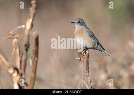 der westliche Bluebird (Sialia mexicana) ist in Kalifornien und an der Westküste beheimatet. Einer der buntesten Vögel der Region. Stockfoto