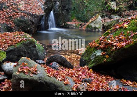 Ein Wasserfall im Herbst mit gelesenen Ahornblättern auf Felsen. Stockfoto