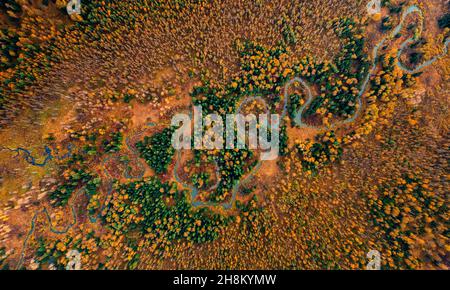 Luftlandschaft gelber Herbstwald mit mäandernem kleinen gewundenen Fluss mit Sonnenlicht, Draufsicht. Stockfoto