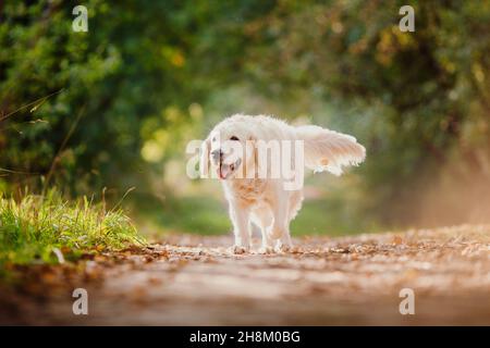 Happy Labrador Golden Retriever Spaziergang im Sommerpark mit Sonnenlicht. Stockfoto